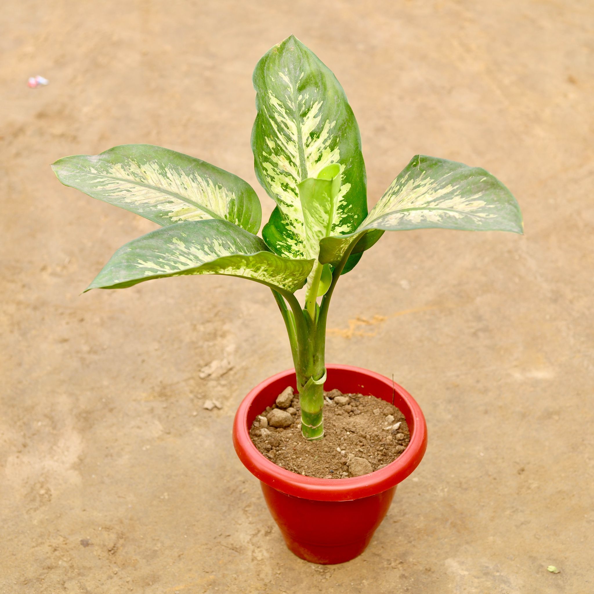 Dieffenbachia in 10 Inch Classy Red Plastic Pot