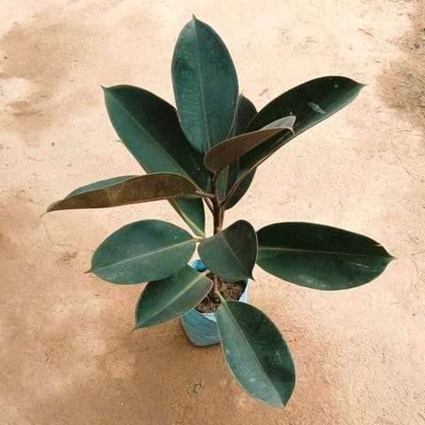 Rubber Plant Black 1-2 ft in 8 Inch Nursery Bag