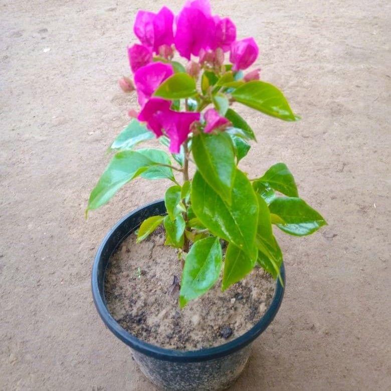 Buy Pink Beauty Bougainvillea In 6 Inch Nursery Pot Online | Urvann.com Pink Beauty Bougainvillea in 6 Inch Nursery Pot