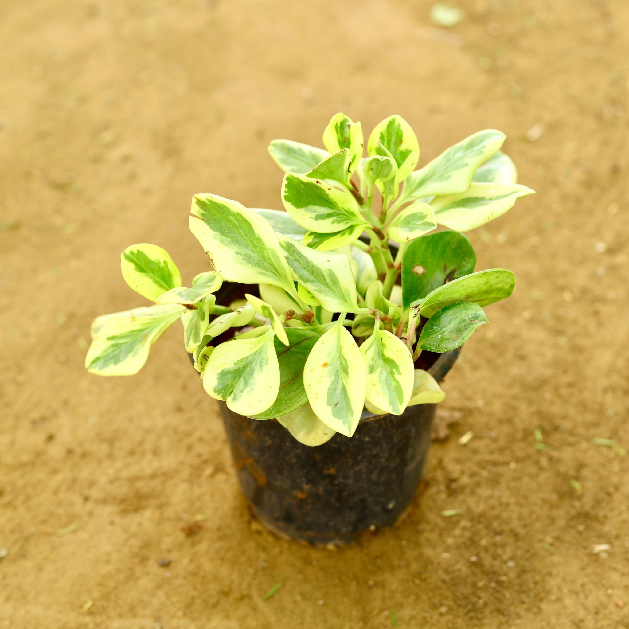 Peperomia / Radiator Plant�Variegated in 6 Inch Nursery Pot