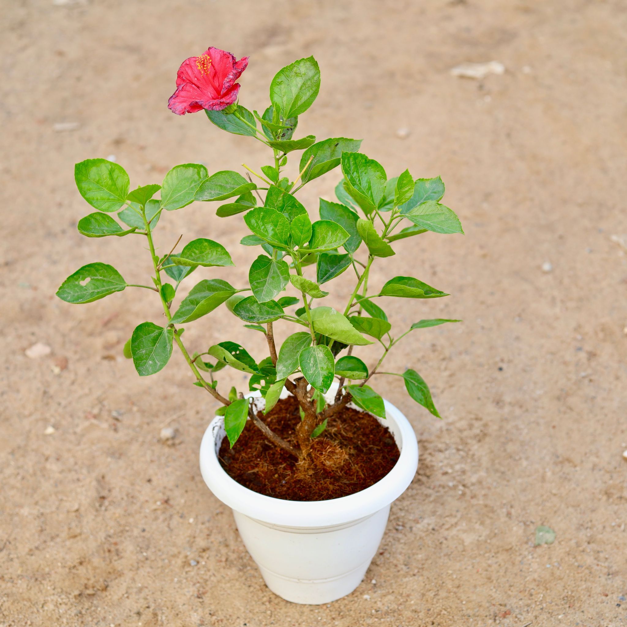 Hibiscus / Gudhal Hybrid (any colour ) in 10 Inch Classy White Plastic Pot