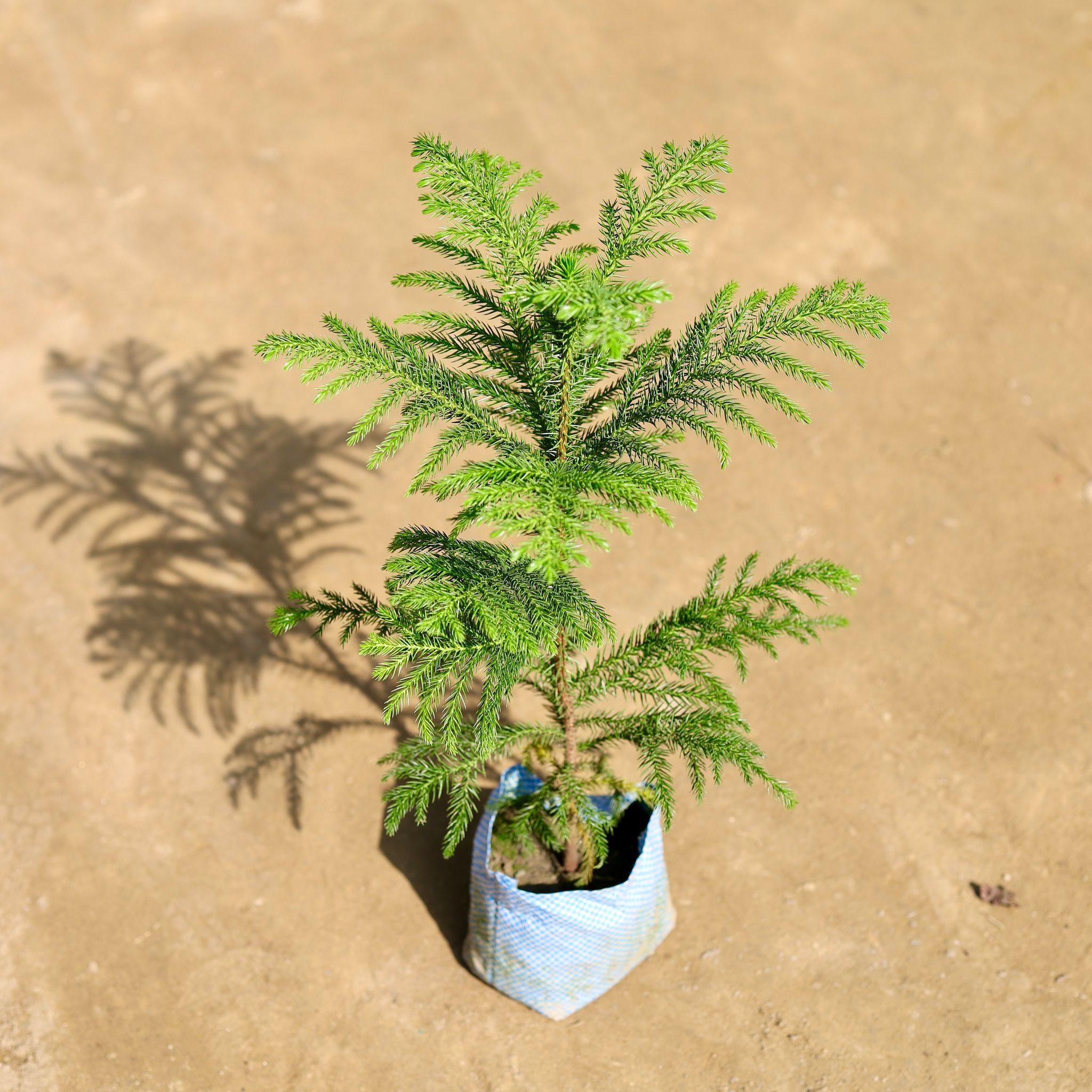 Araucaria / Christmas Tree  in 7 Inch Nursery bag