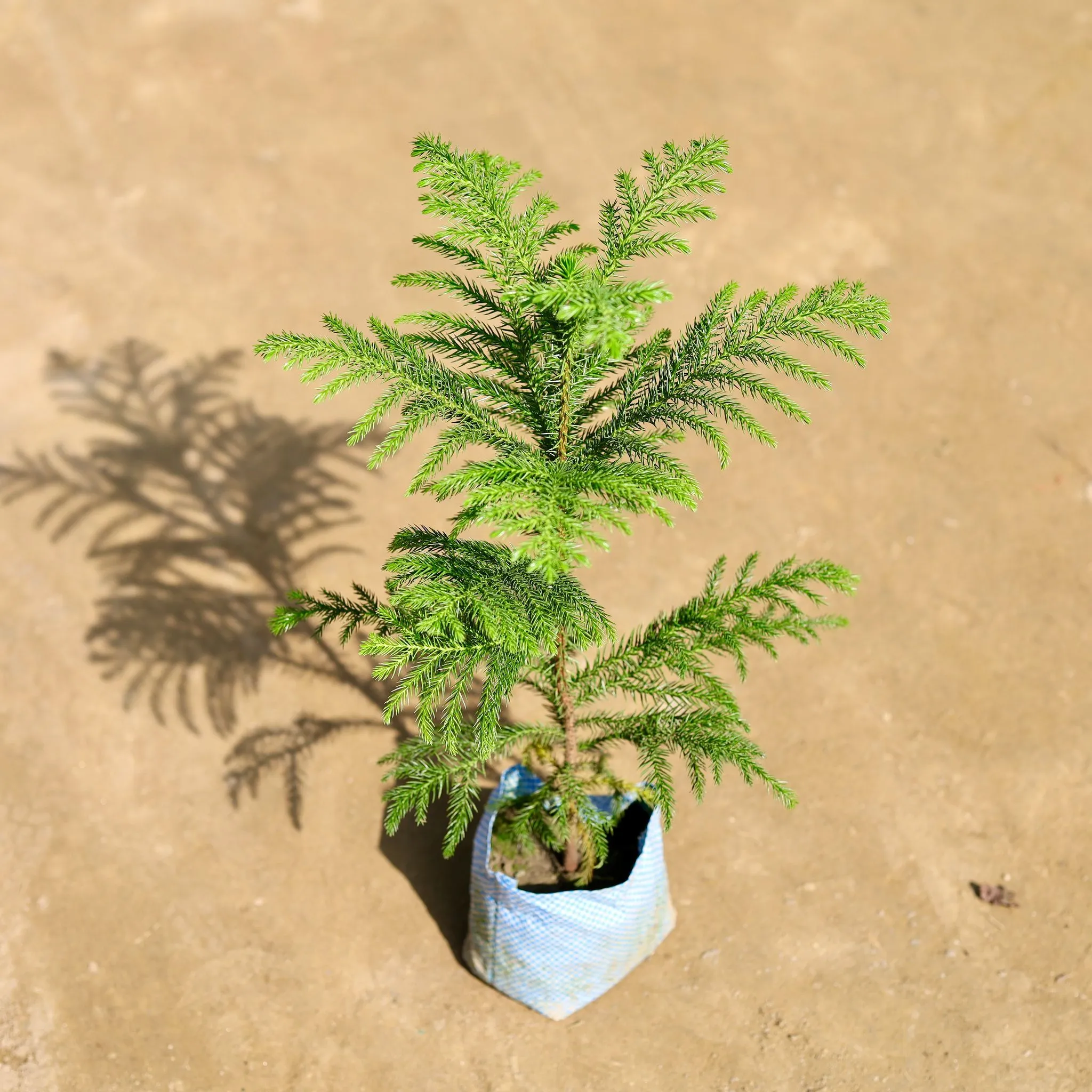 Araucaria / Christmas Tree  in 7 Inch Nursery bag