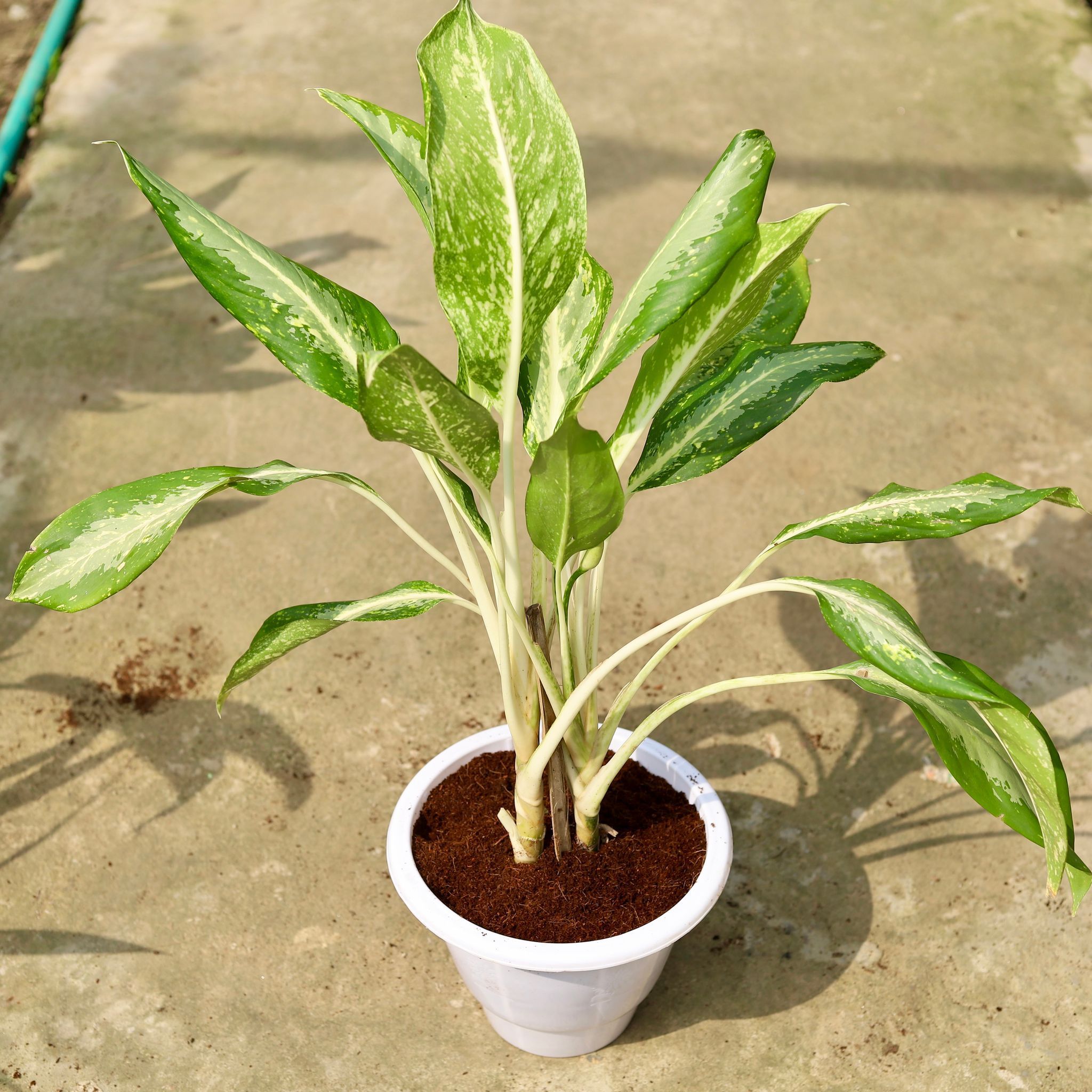 Aglaonema Dove in 10 Inch Classy White Plastic Pot