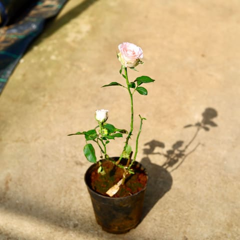 English Rose (Any Colour) in 6 Inch Nursery Pot