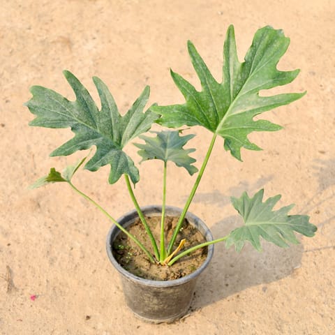 Philodendron Selloum in 8 Inch Nursery Pot