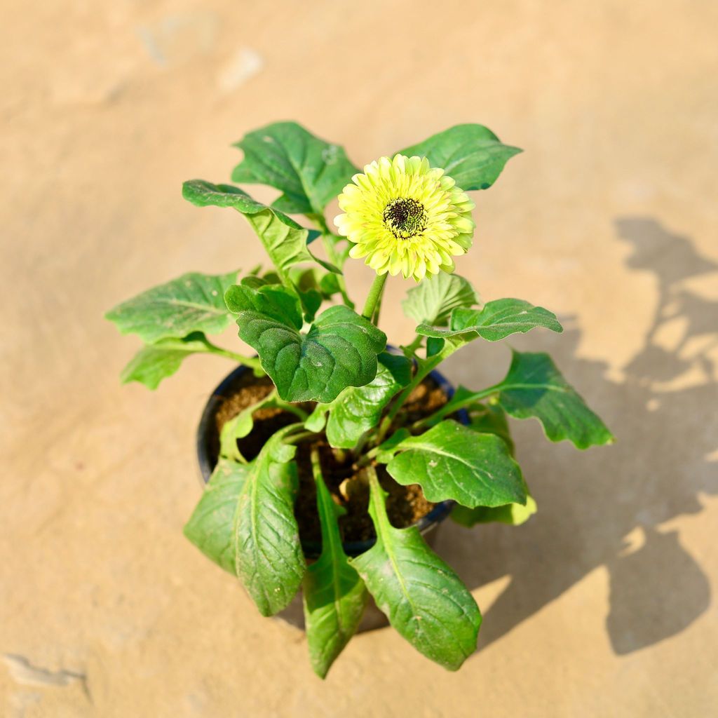 Gerbera (any colour) in 5 Inch Nursery pot