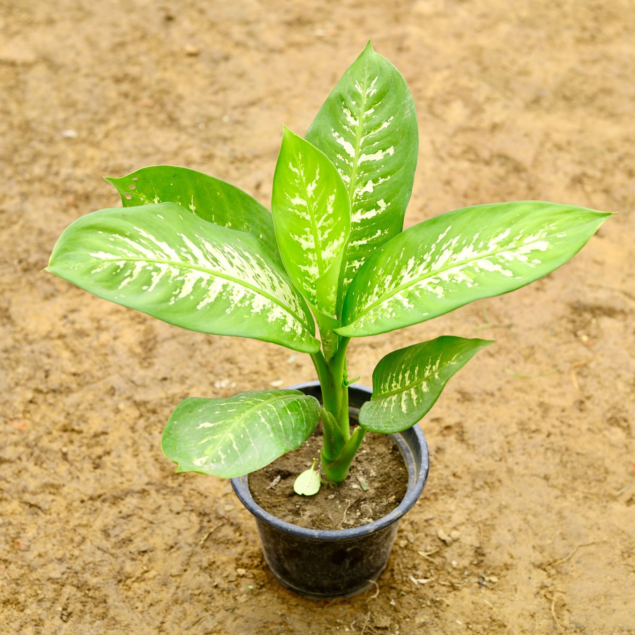 Dieffenbachia Green in 7 Inch Nursery Pot