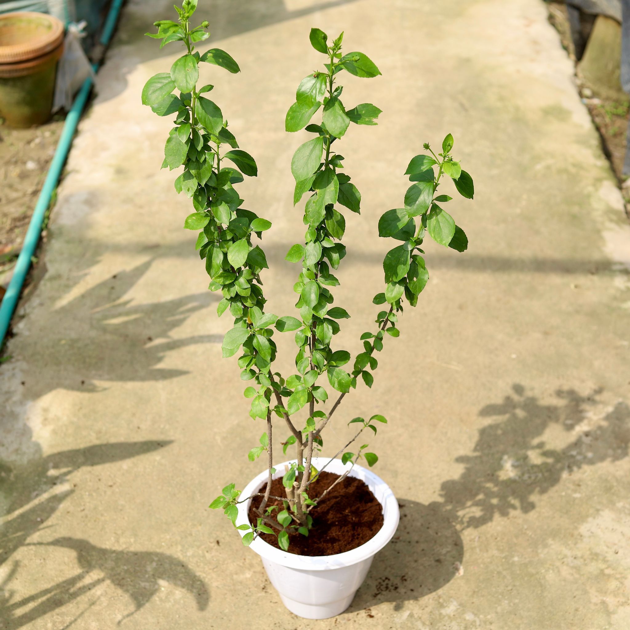 Hibiscus / Gudhal High Choice (any colour) in 10 Inch Classy White Plastic Pot