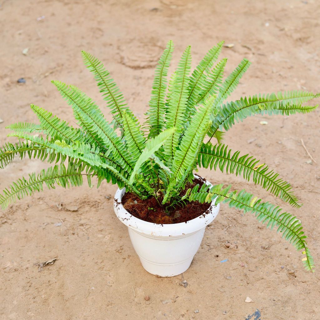 Buy Boston Fern in 10 Inch Classy White Plastic Pot Online | Urvann.com Boston Fern in 10 Inch Classy White Plastic Pot