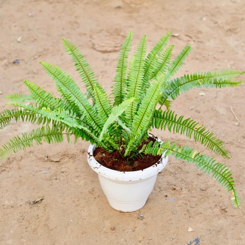 Boston Fern in 8 Inch Classy White Plastic Pot