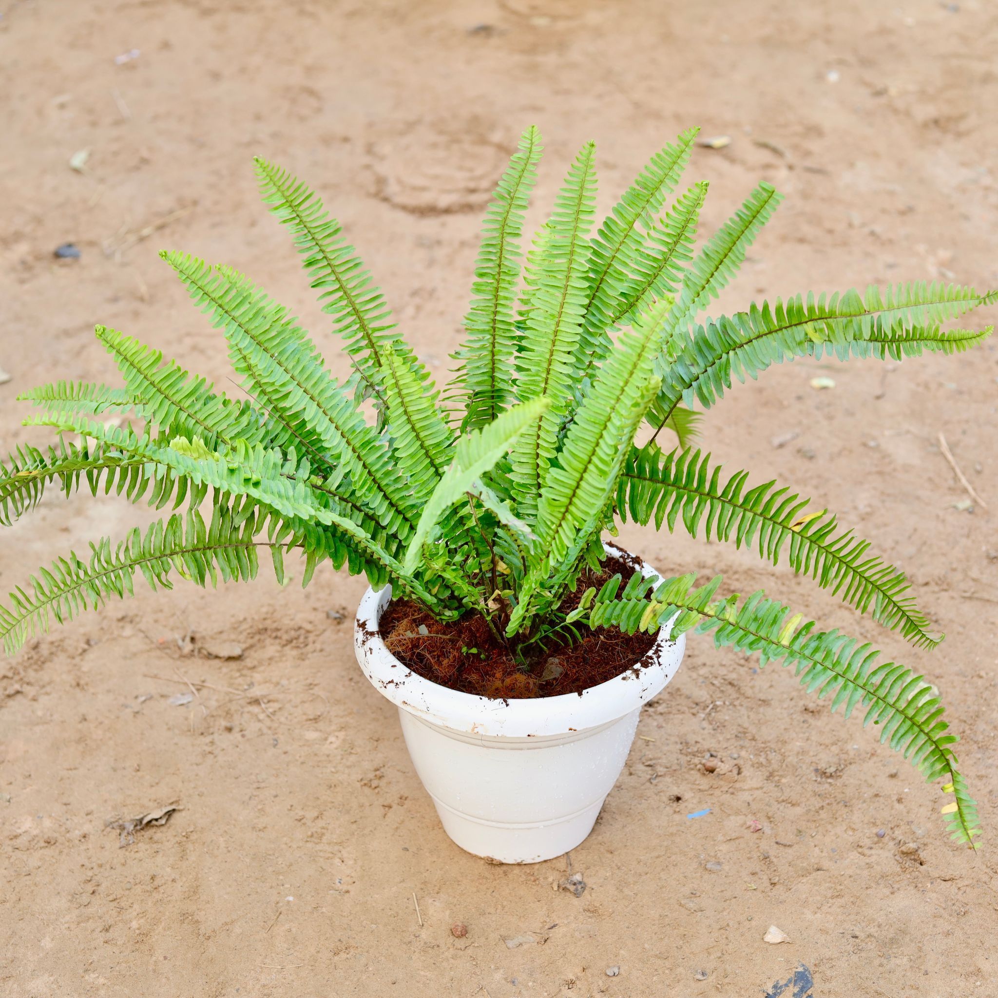 Boston Fern in 10 Inch Classy White Plastic Pot