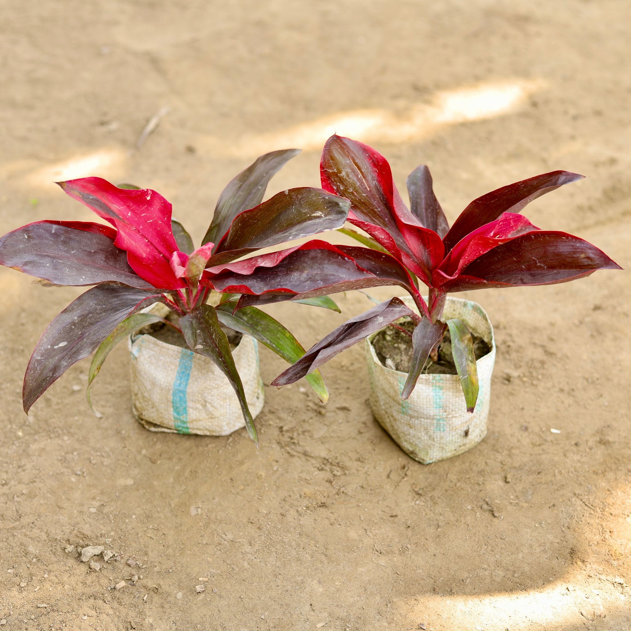 Set of 2 - Dracaena Rosea in 4 Inch Nursery bag