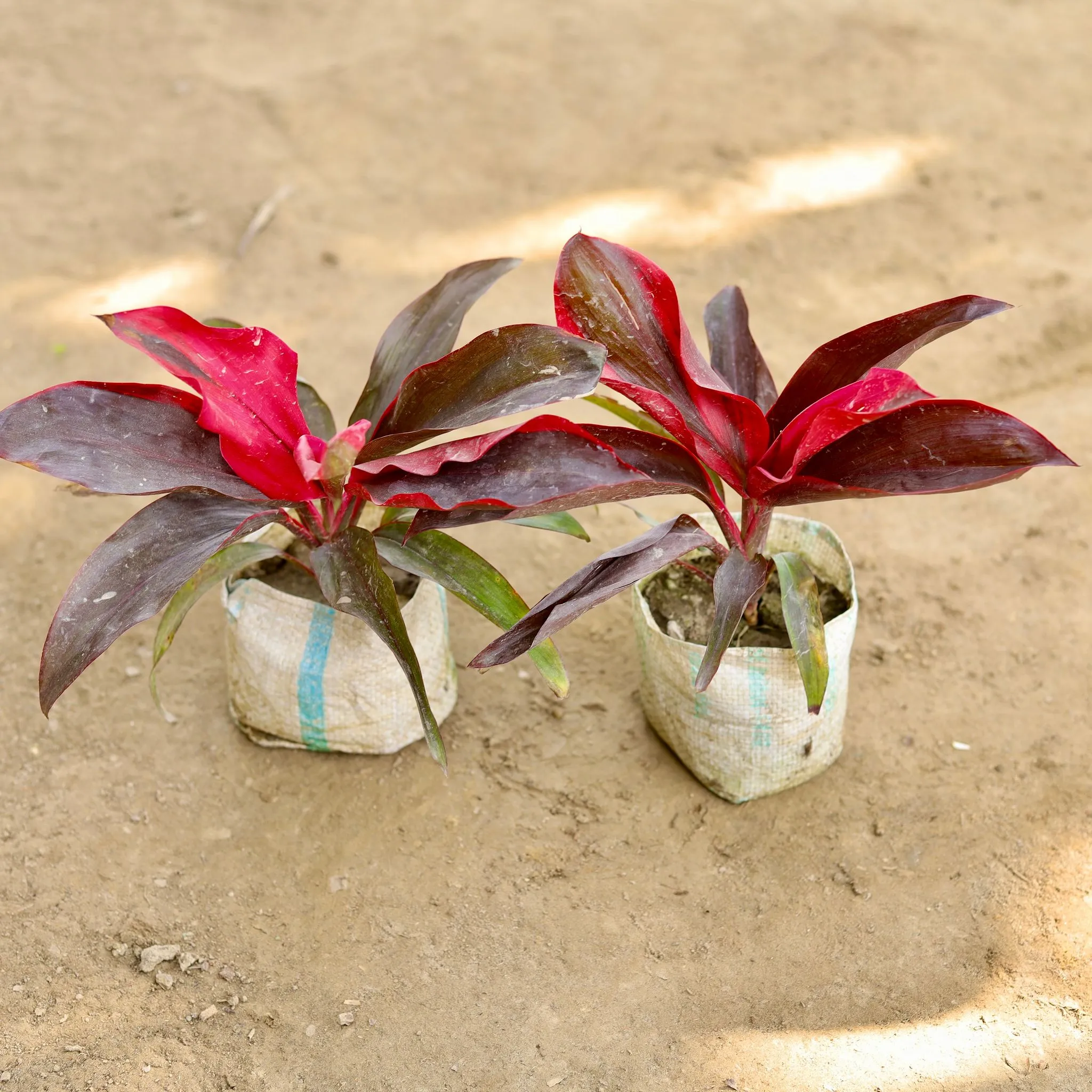 Set of 2 - Dracaena Rosea in 4 Inch Nursery bag