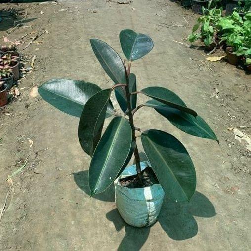 Rubber Plant (~1-1.5 Ft.) in 7 Inch Nursery Bag