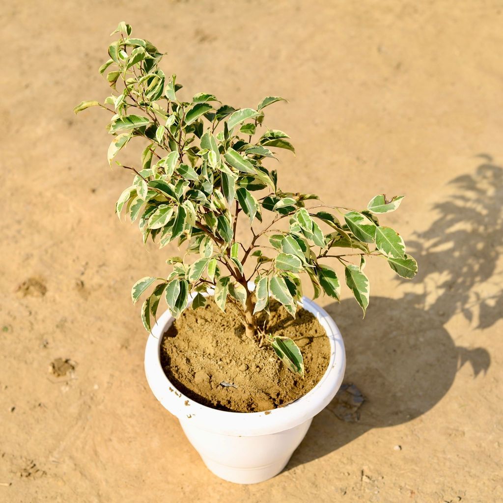 Buy Ficus Starlight in 8 Inch Classy White Plastic Pot Online | Urvann.com Ficus Starlight in 8 Inch Classy White Plastic Pot