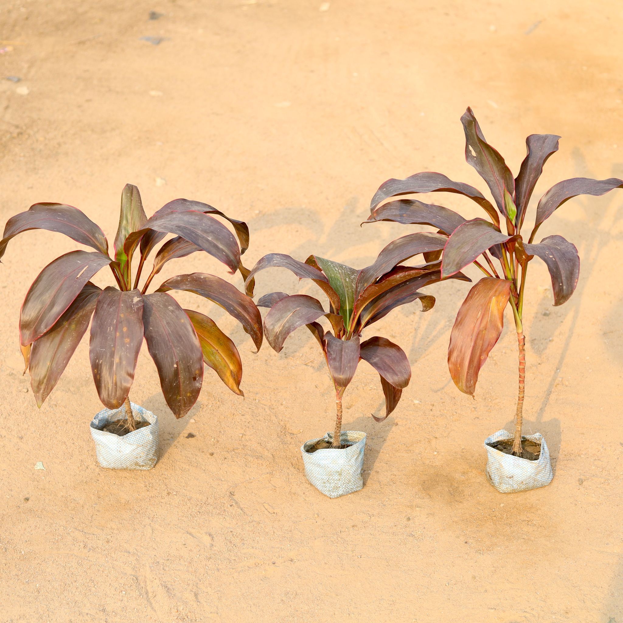 Set of 3 - Dracaena Kedarnath / Ruby in 5 Inch Nursery Bag