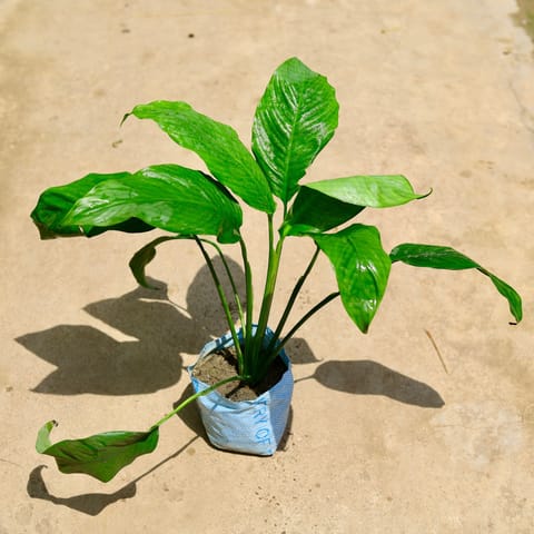 Peace Lily in 8 Inch Nursery Bag