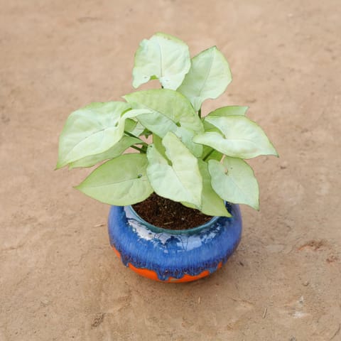 Syngonium White in 4 Inch Tidal Glow Round Ceramic Pot