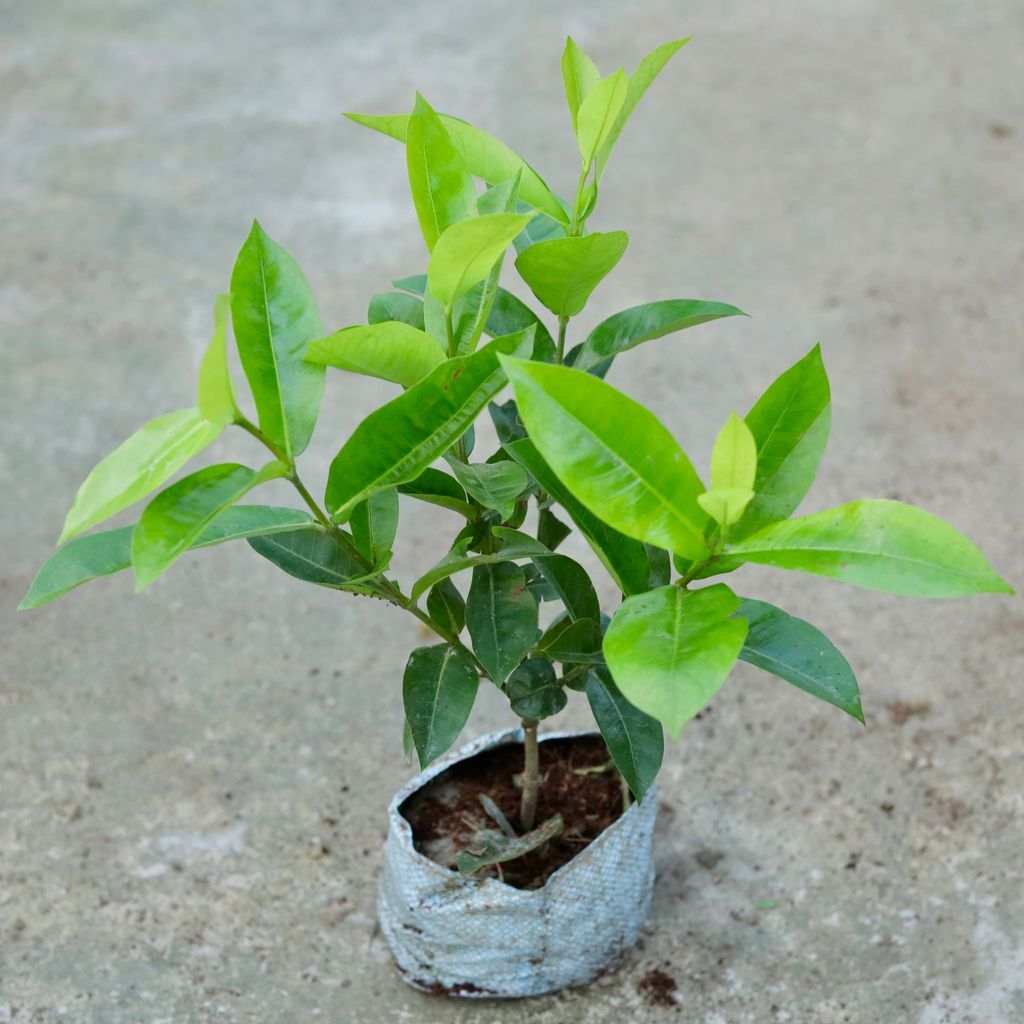 Buy Ixora (any colour) In 7 Inch Nursery bag Online | Urvann.com Ixora (any colour) in 7 Inch Nursery bag