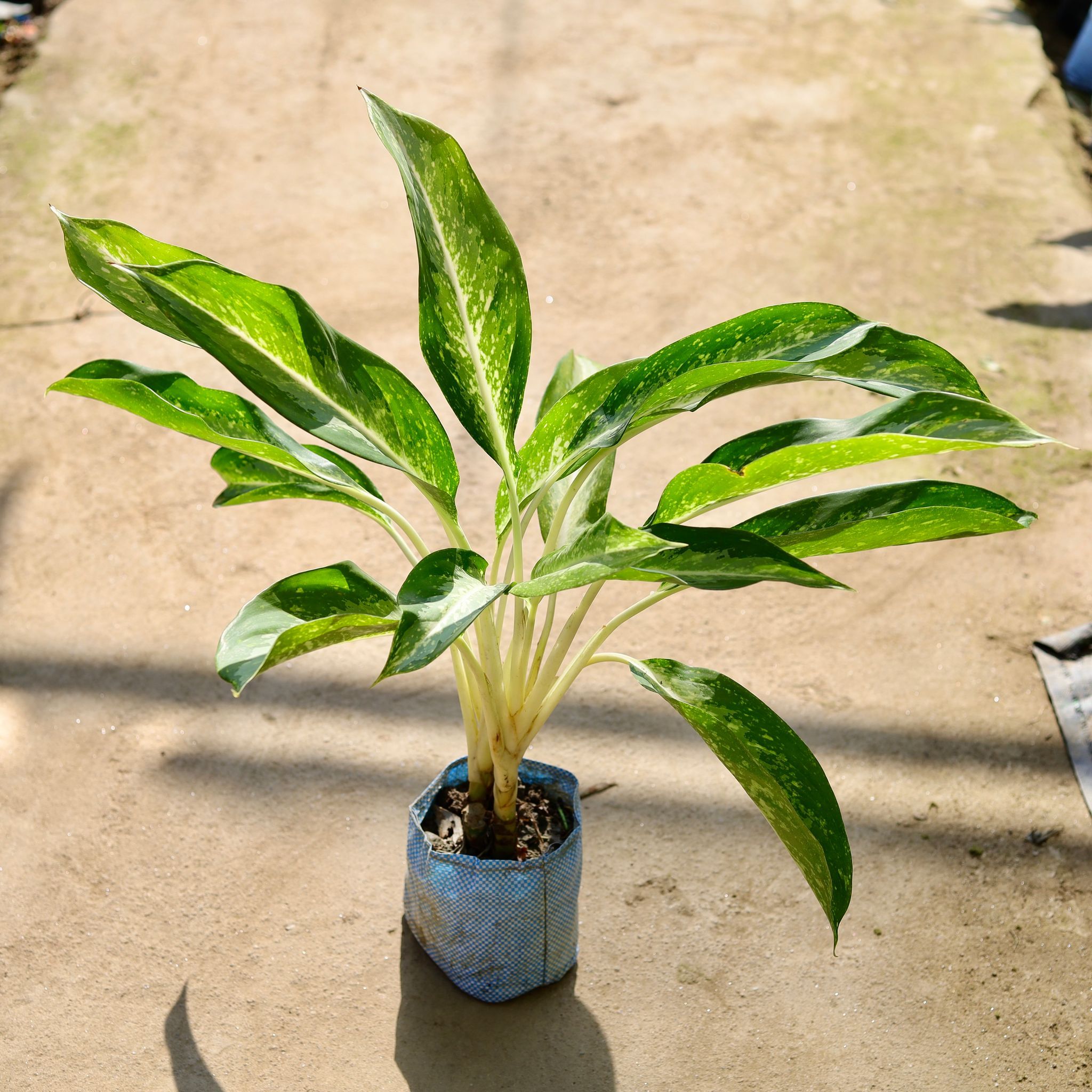 Aglaonema Dove in 8 Inch Nursery bag