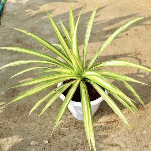 Pandanus / Screwpine in 10 Inch Classy White Plastic Pot
