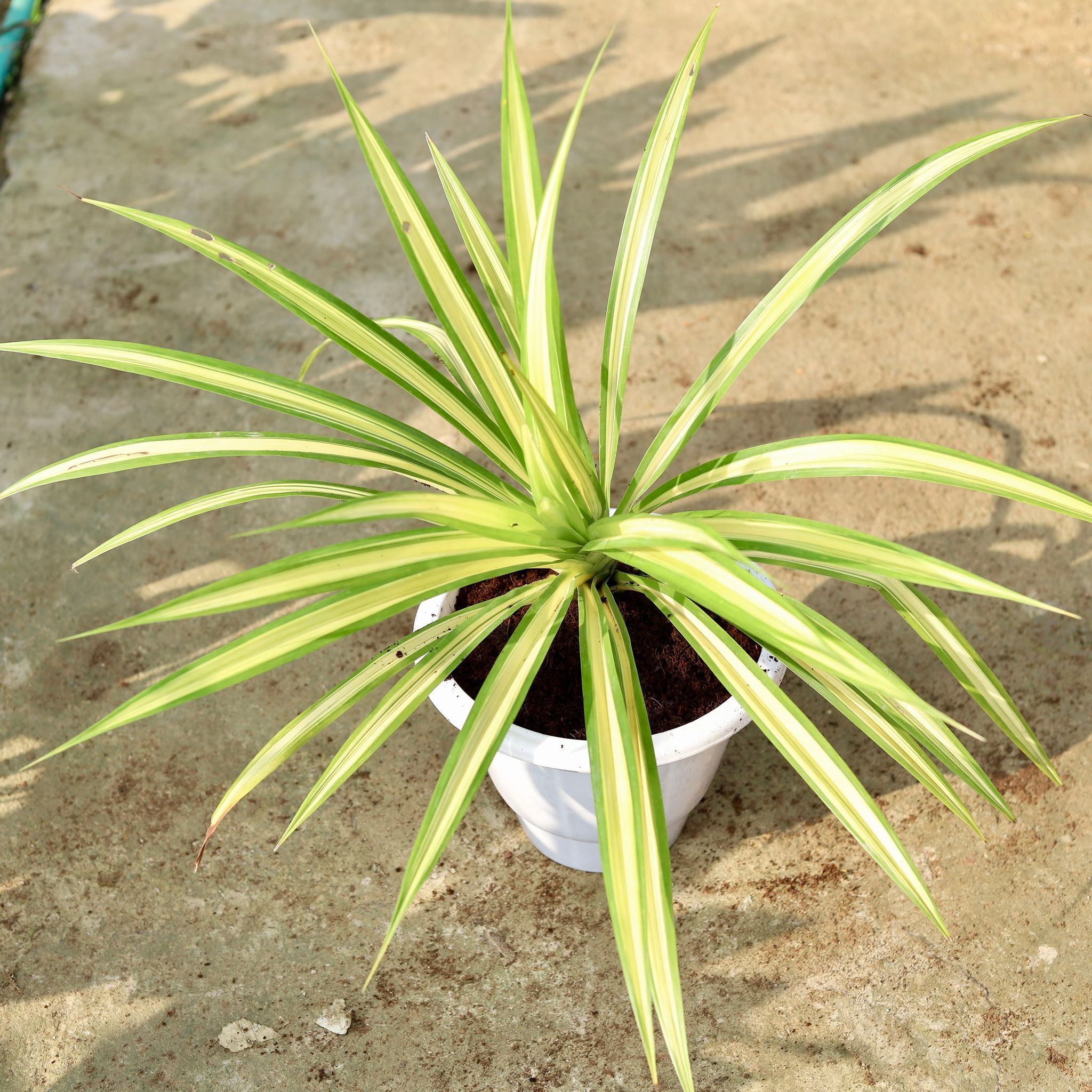 Pandanus / Screwpine in 10 Inch Classy White Plastic Pot