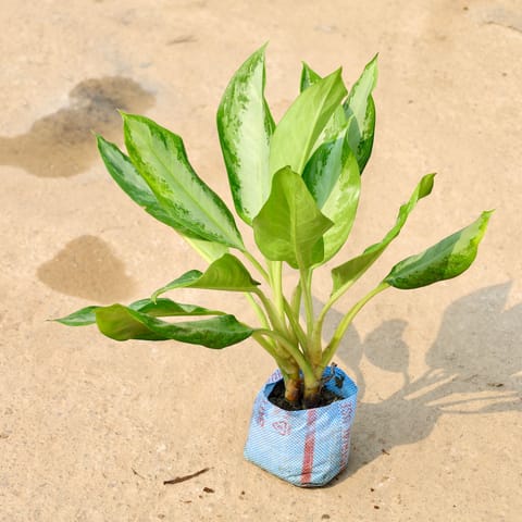 Aglaonema Broad Leaf in 8 Inch Nursery Bag