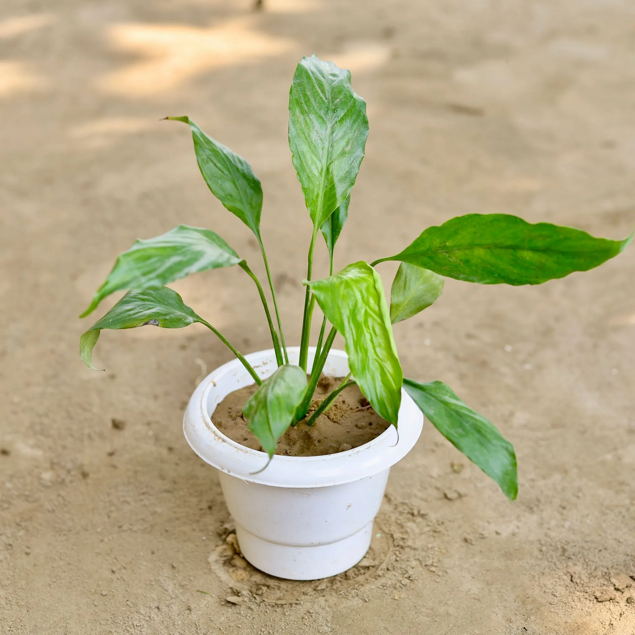 Peace Lily (Any Colour) in 6 Inch Classy White Plastic Pot