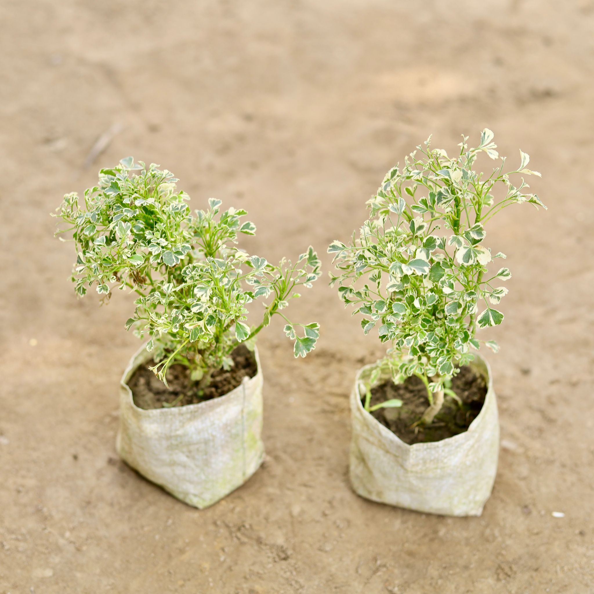 Set of 2 - Aralia White in 4 Inch Nursery bag