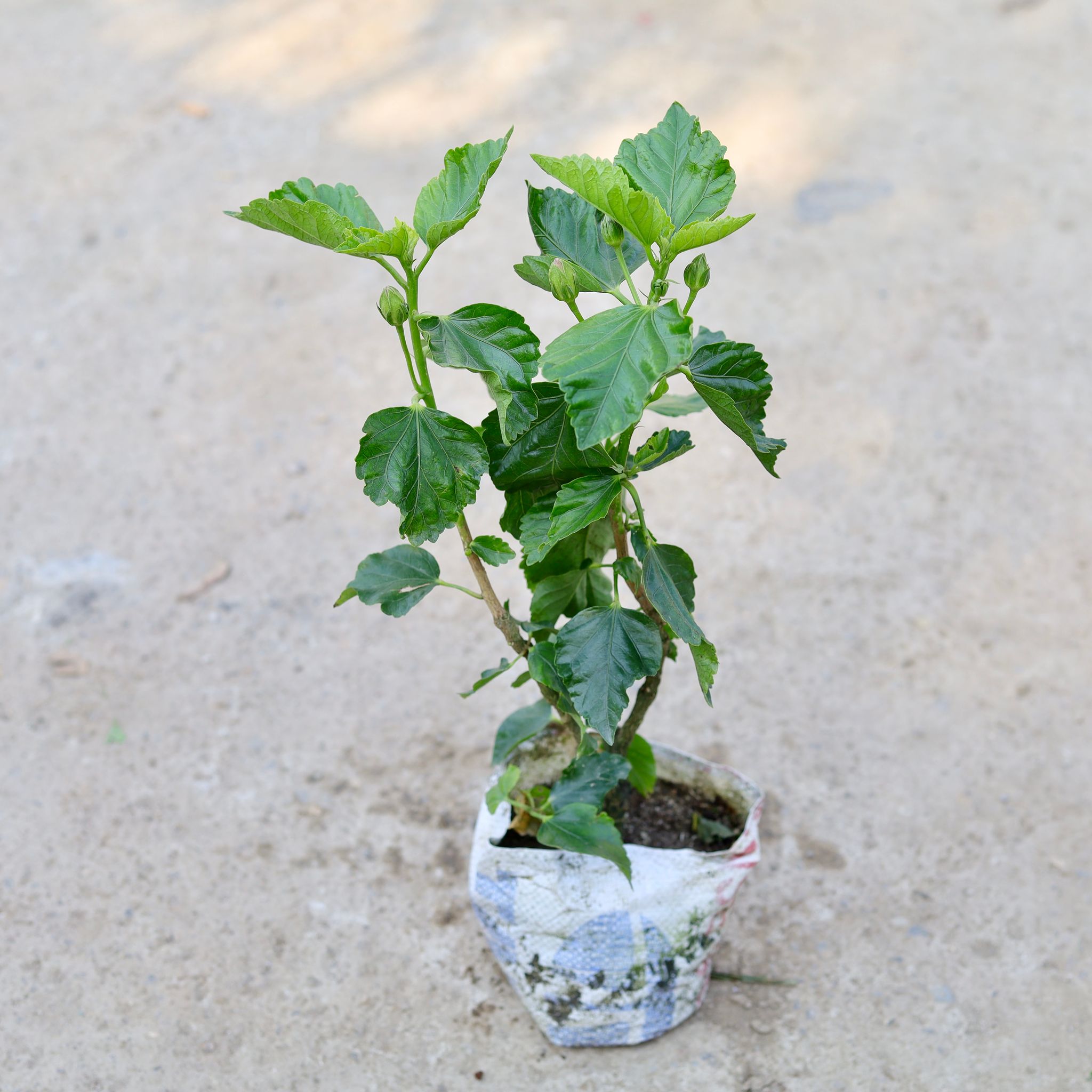 Desi Hibiscus / Gudhal (Any Colour) in 7 Inch Nursery bag