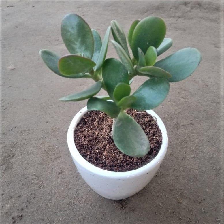 Crassula Ovata Succulent in 4 Inch White Classy Cup Ceramic Pot (any design)