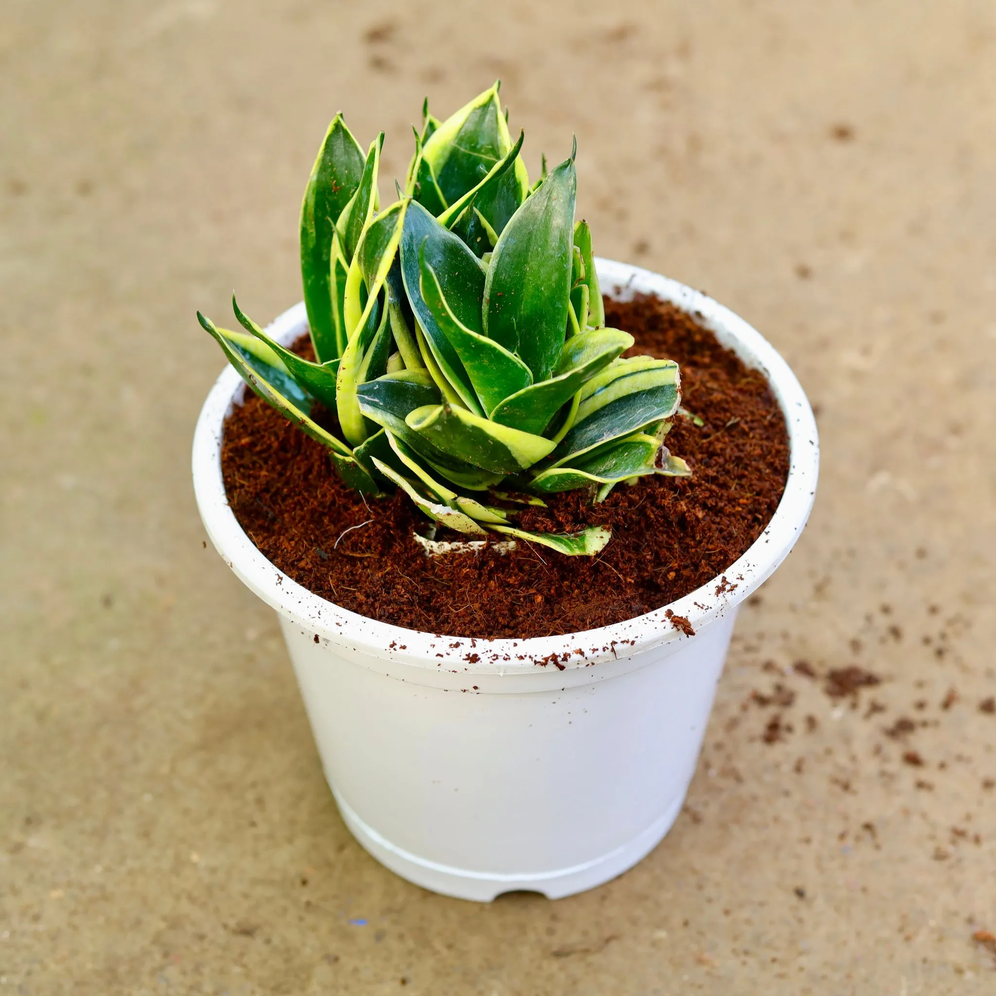 Snake Dwarf in 8 Inch White Nursery Pot