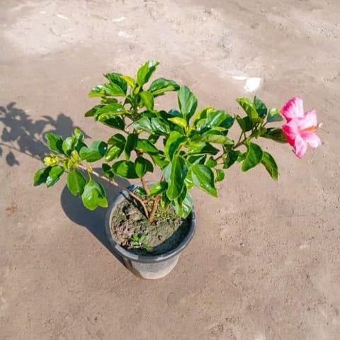 Hybrid Hibiscus / Gudhal (any colour) in 8 Inch Nursery pot
