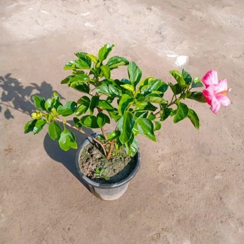 Hybrid Hibiscus / Gudhal (any colour) in 8 Inch Nursery pot