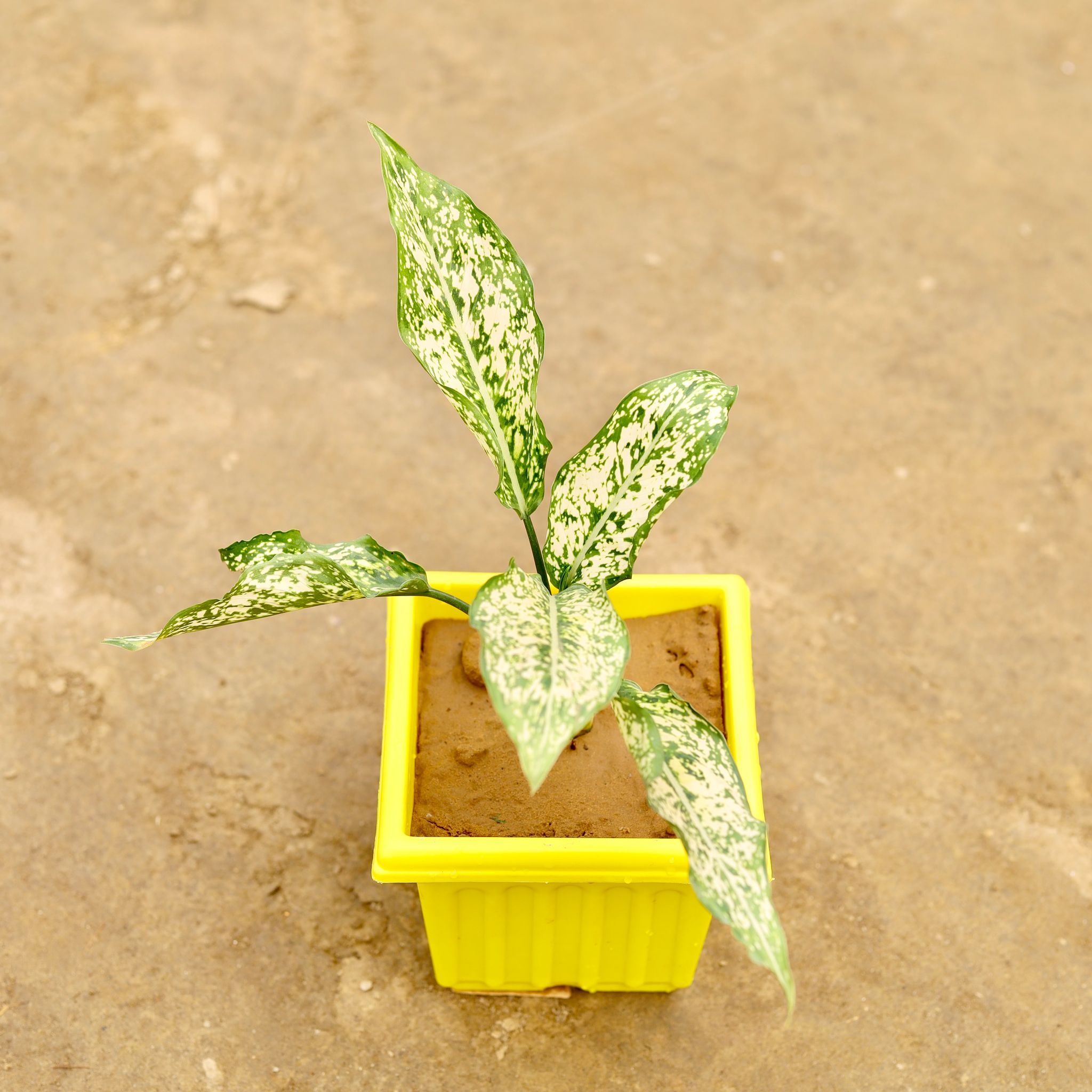 Aglaonema Snow White in 6 Inch Elegant Yellow Plastic Pot