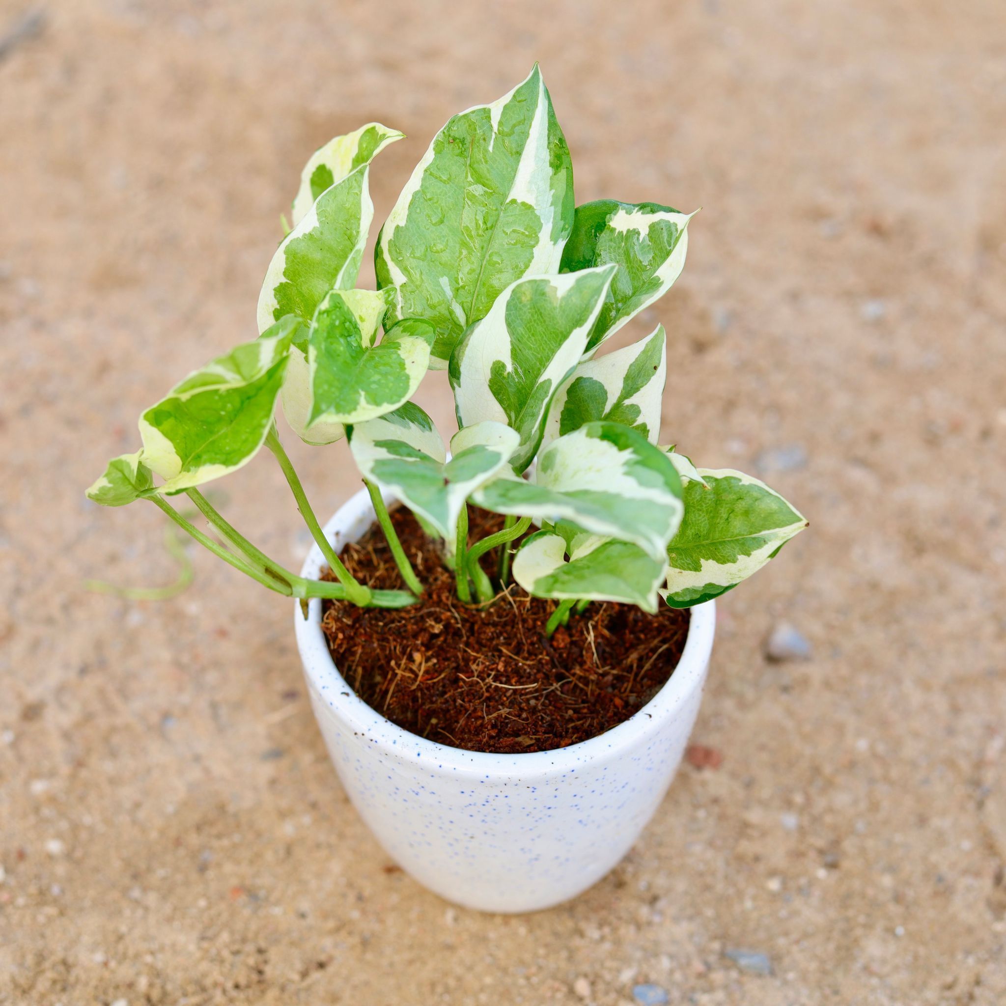 Money Plant N'joy in 4 Inch Classy White Cup Ceramic Pot
