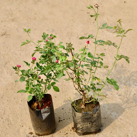 Set of 2 - Desi Rose in 4 Inch Nursery Bag