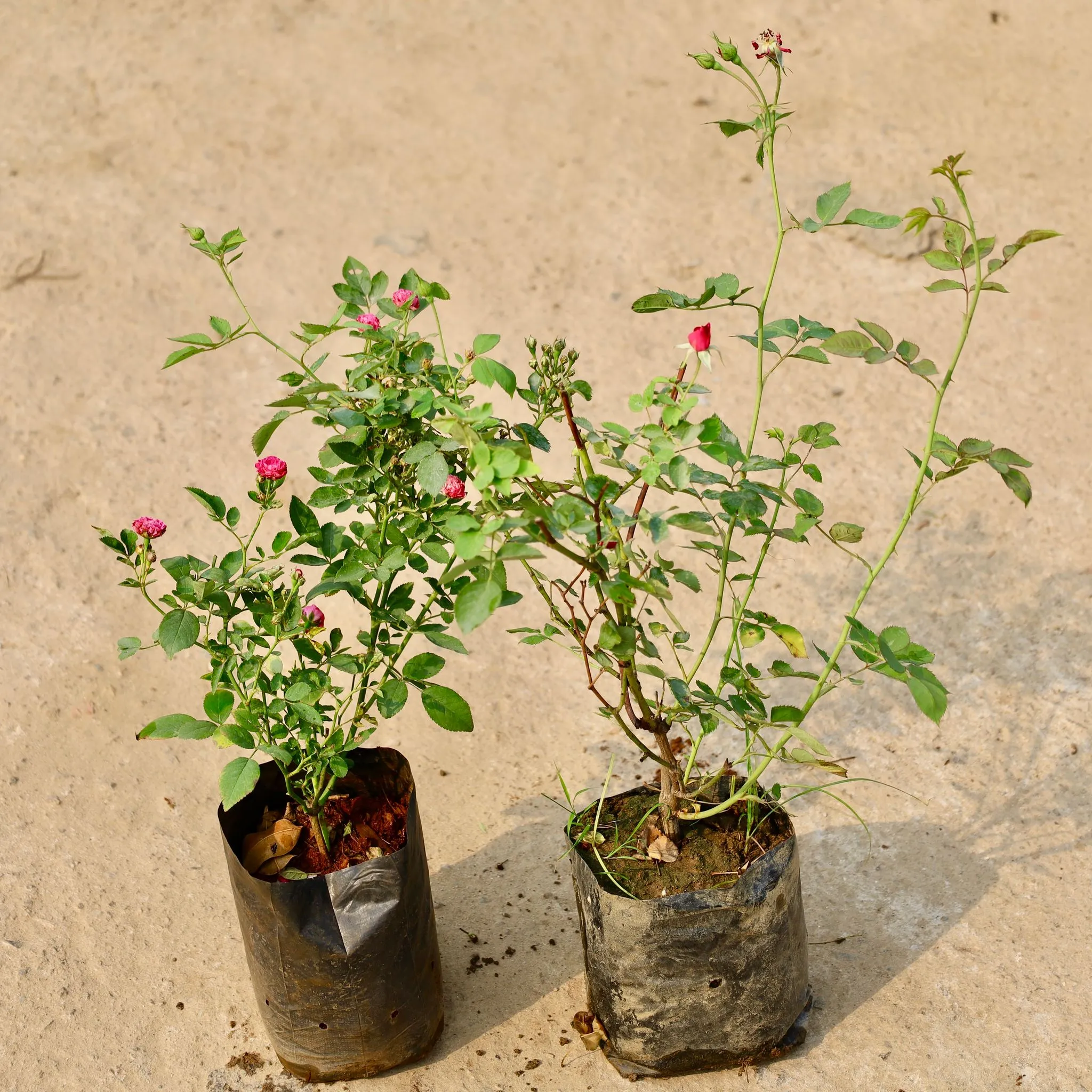 Set of 2 - Desi Rose in 4 Inch Nursery Bag