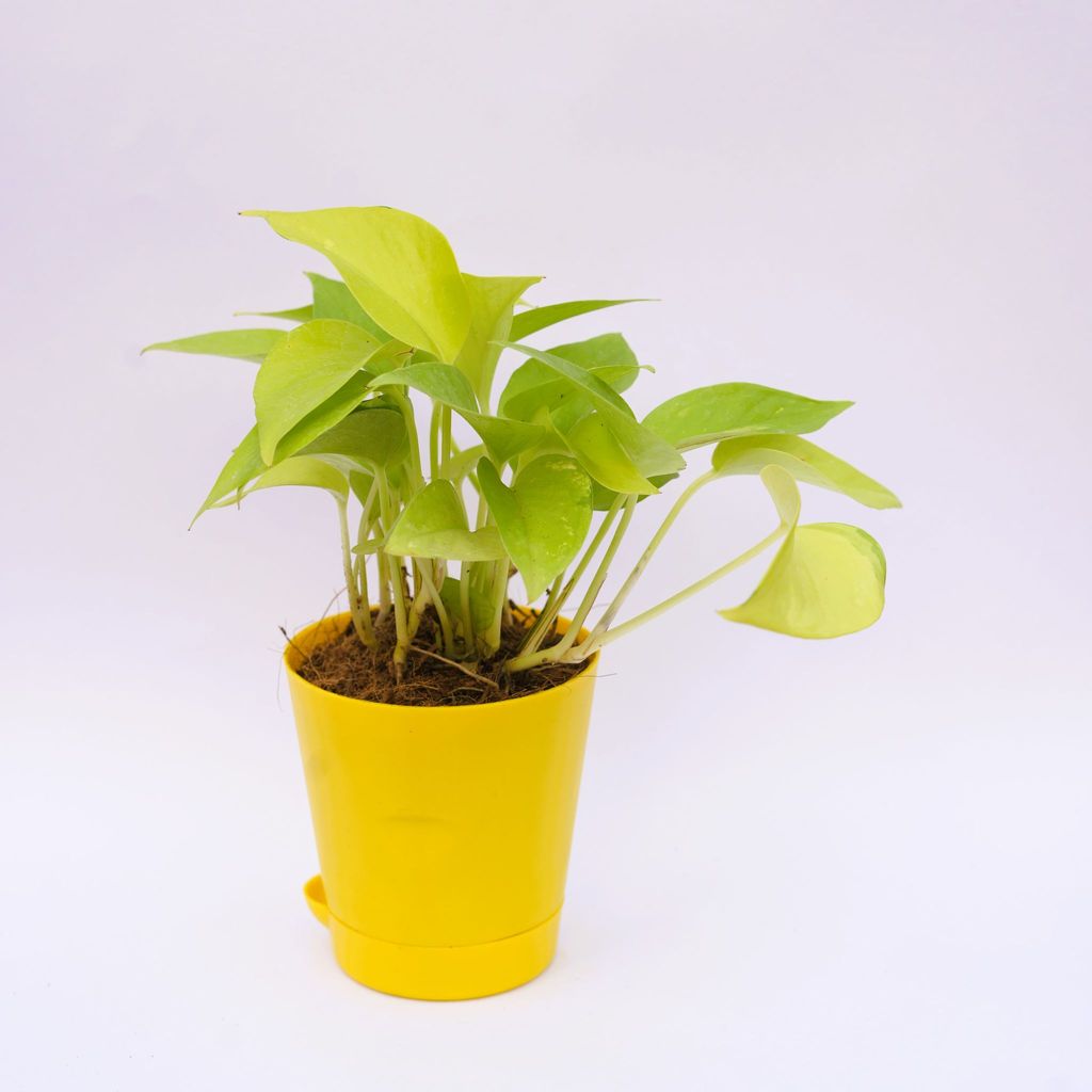 Money Plant Golden in 4 Inch Yellow Florence Self Watering Pot