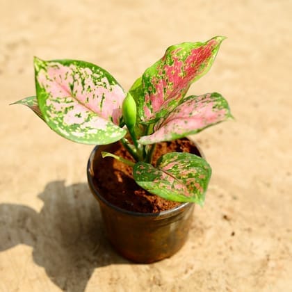 Aglaonema Pink Dalmatian in 4 Inch Nursery Pot