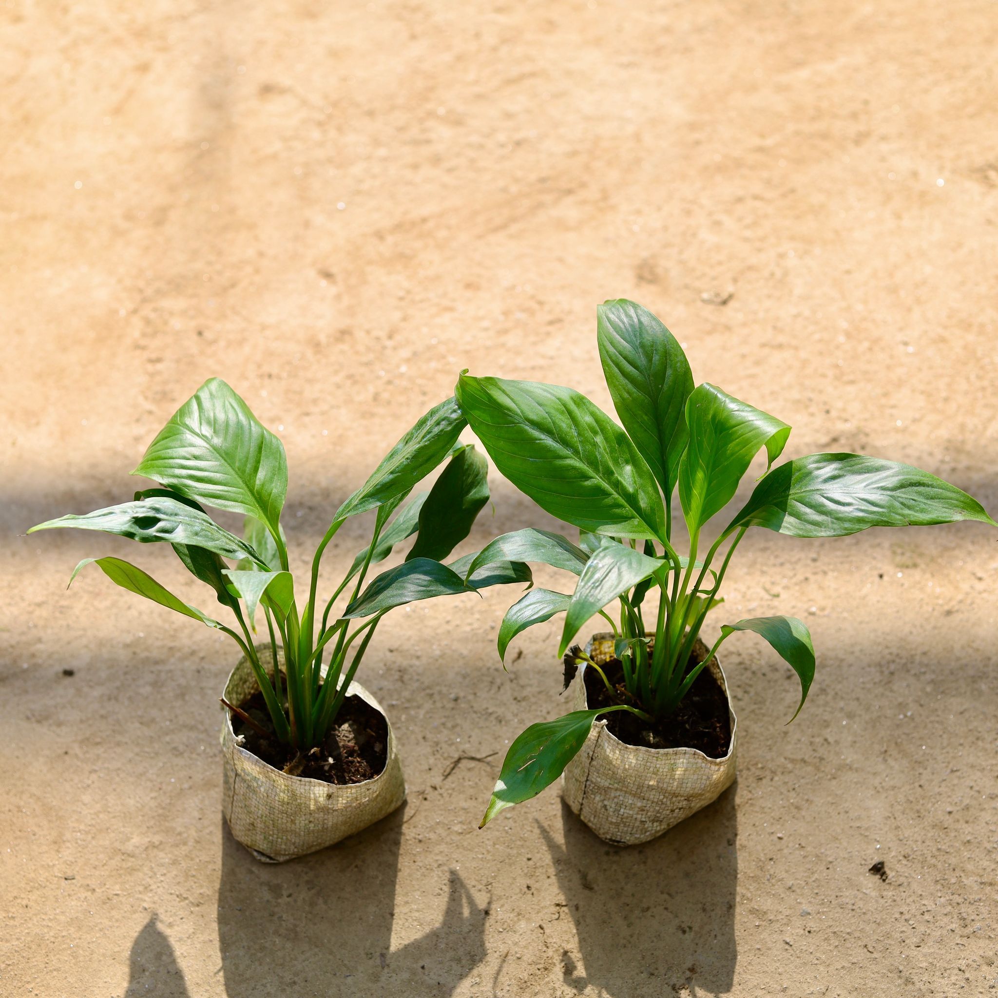 Peace Lily in 4 Inch Nursery bag