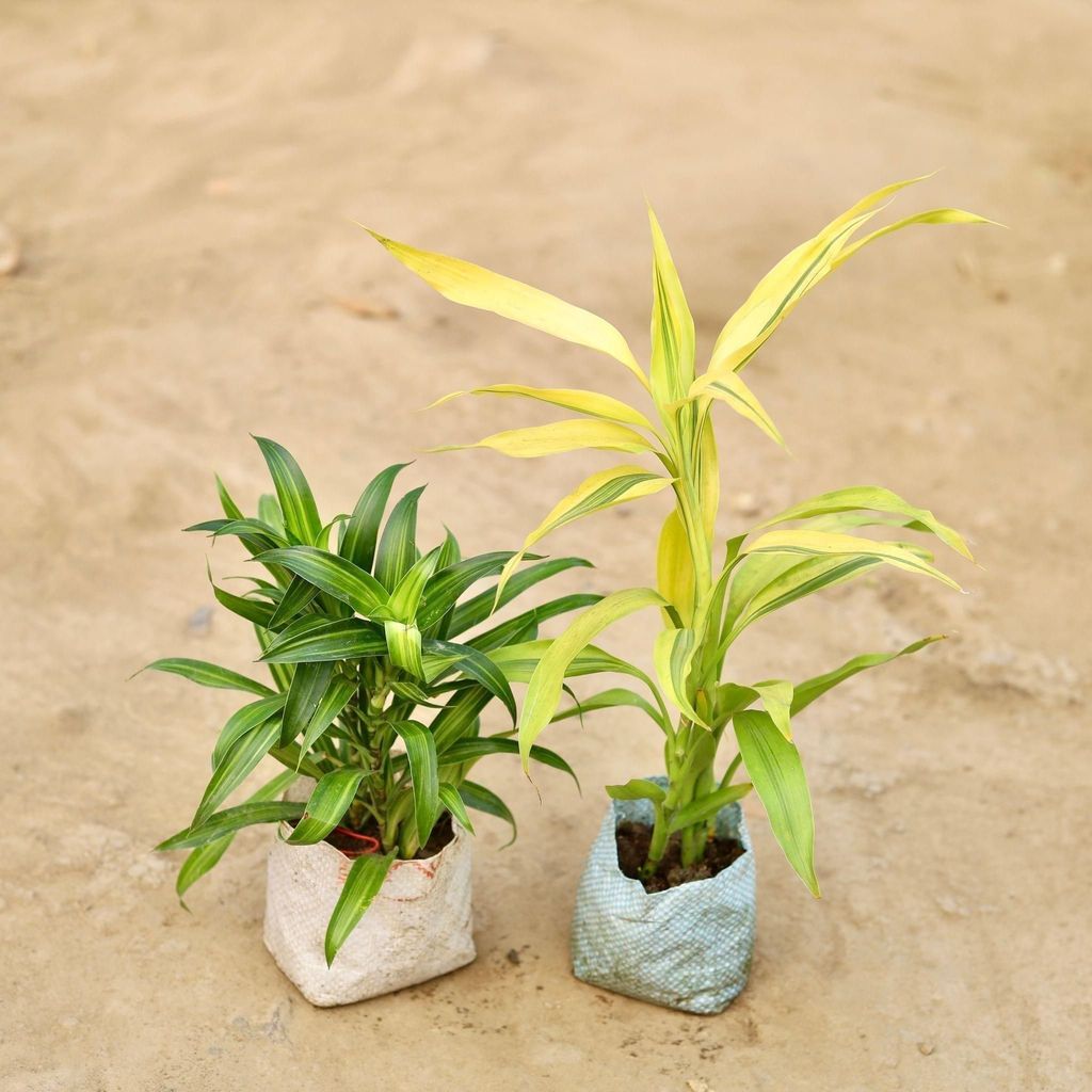 Set of 2 - Dracaena Messenger & Lucky Bamboo in 5 Inch Nursery Bag