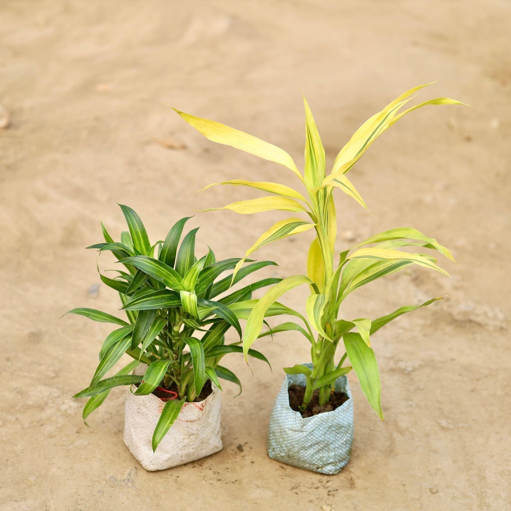 Set of 2 - Dracaena Messenger & Lucky Bamboo in 5 Inch Nursery Bag