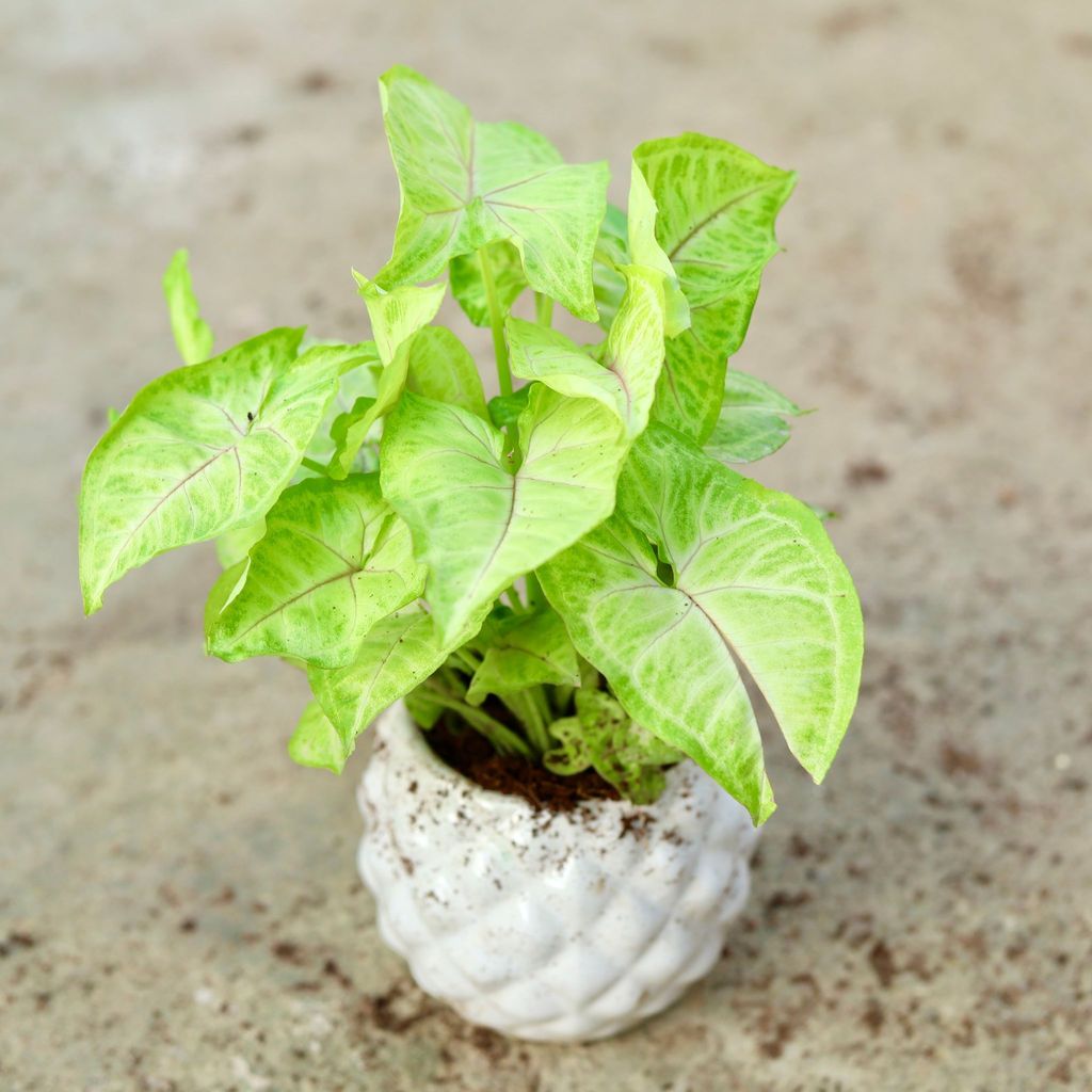 Syngonium Arrowhead Golden in 4 Inch Classy White Diamond Designer Ceramic Pot