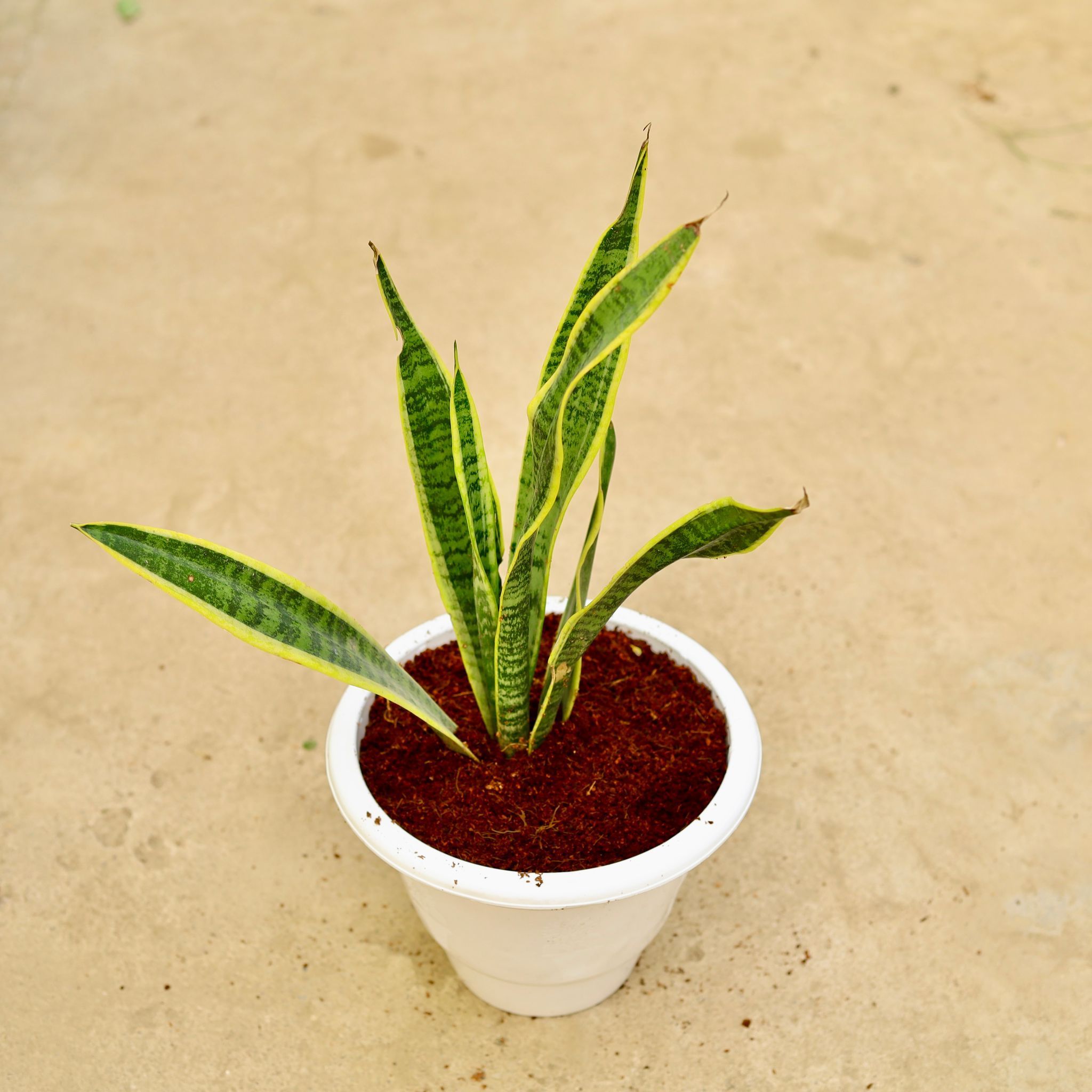 Snake Long in 10 Inch White Classy Plastic Pot