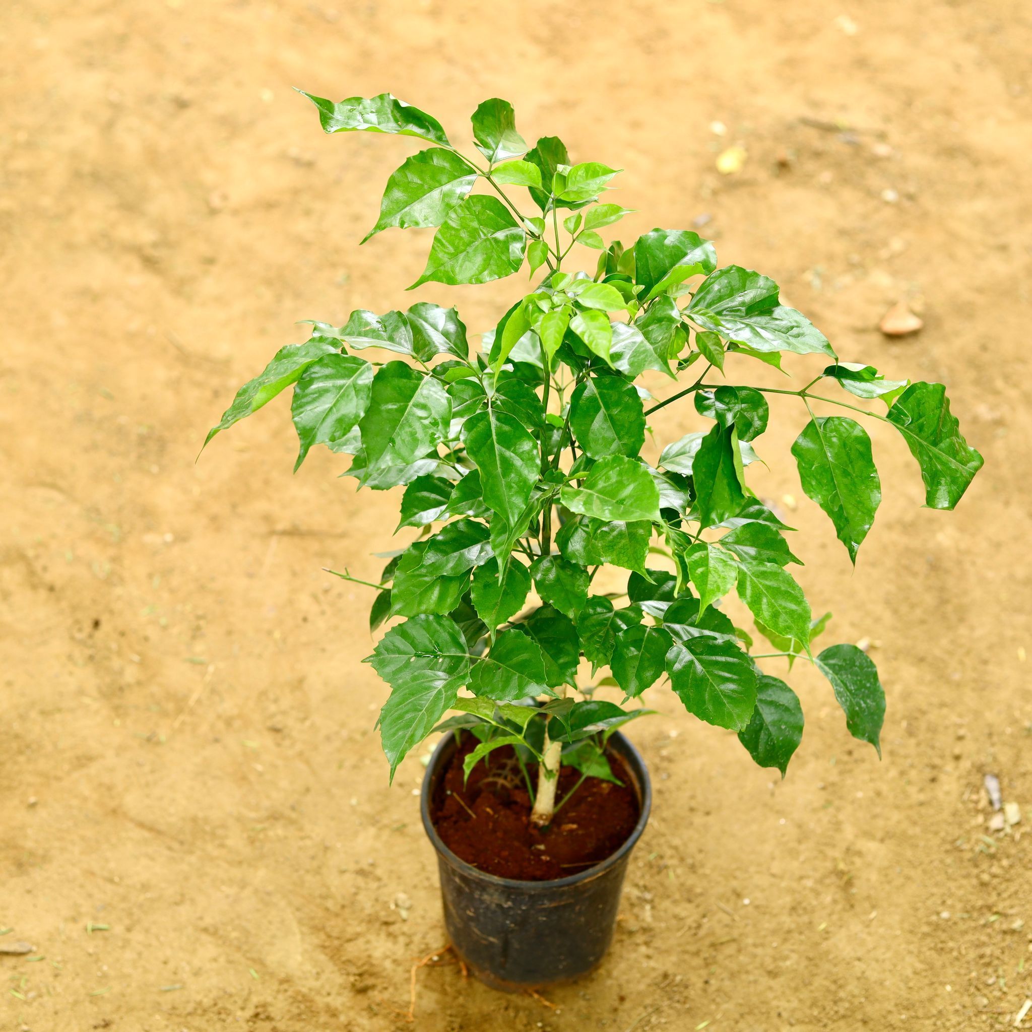 Radermachera / China Doll in 6 Inch Nursery Pot