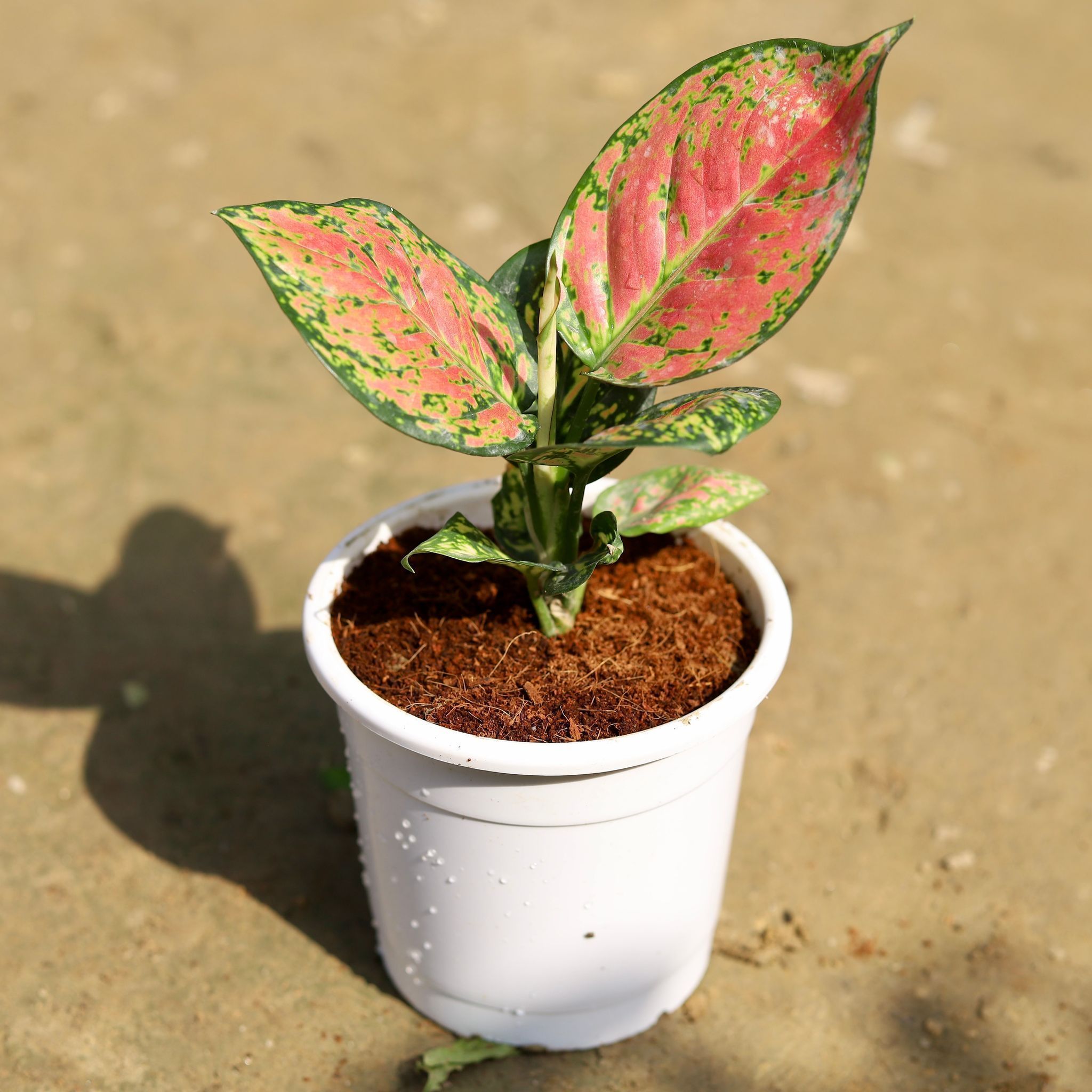 Aglaonema Pink Dalmatian in 5 Inch White Nursery Pot