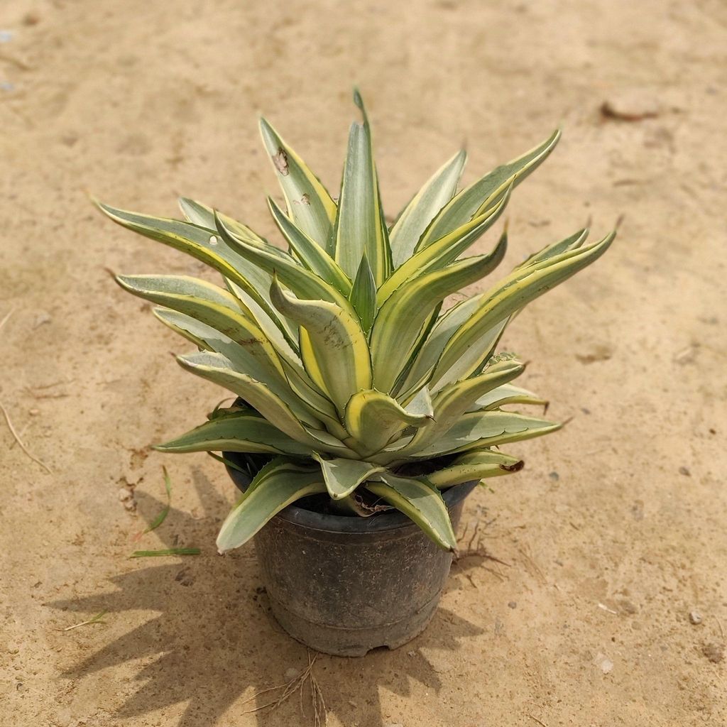 Buy Agave Variegated in 8 Inch Plastic Pot Online | Urvann.com Agave Variegated in 8 Inch Nursery Pot