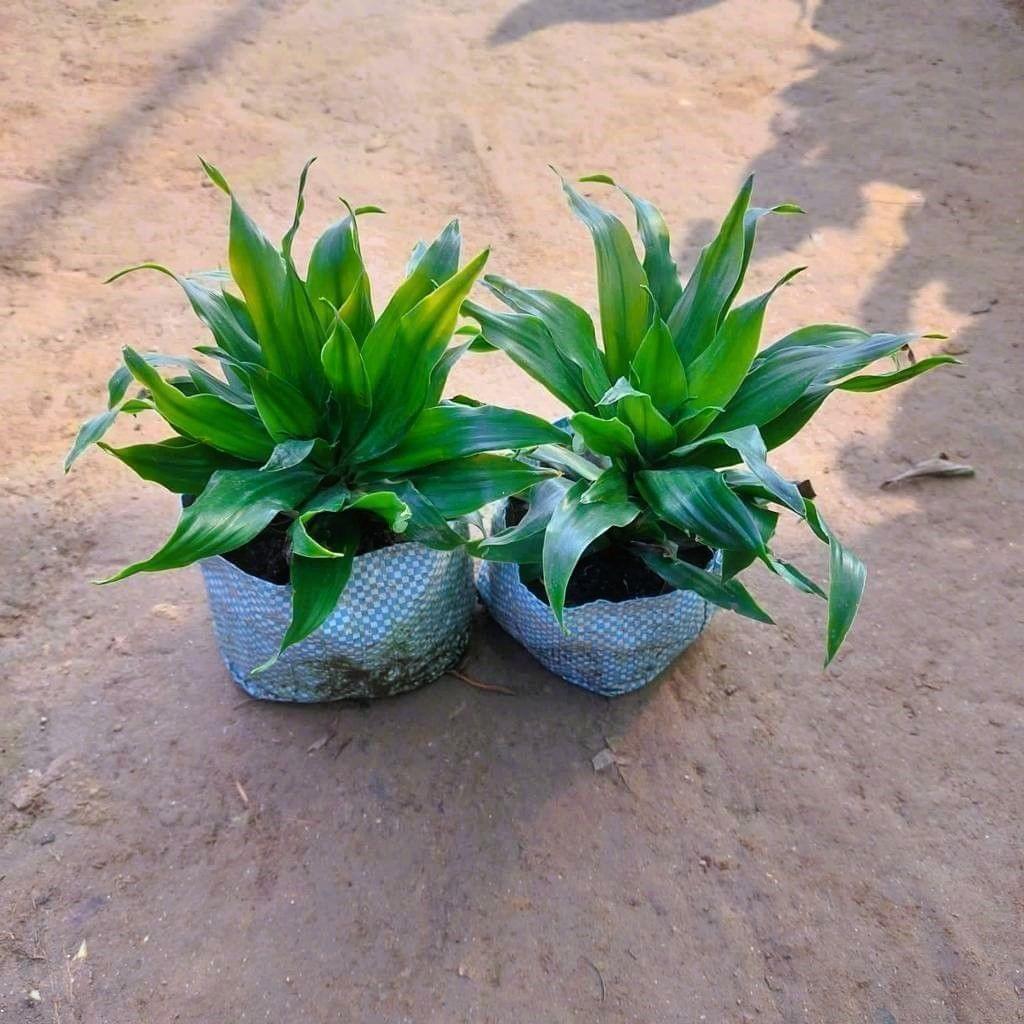 Buy Set of 2 - Dracaena Compecta in 5 Inch Nursery Bag Online | Urvann.com Set of 2 - Dracaena Compacta in 5 Inch Nursery Bag